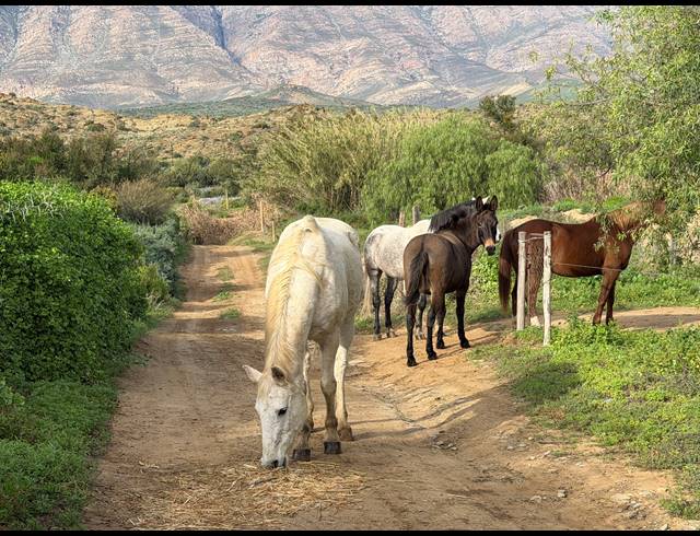 24.40HA FARM FOR SALE IN BARRYDALE